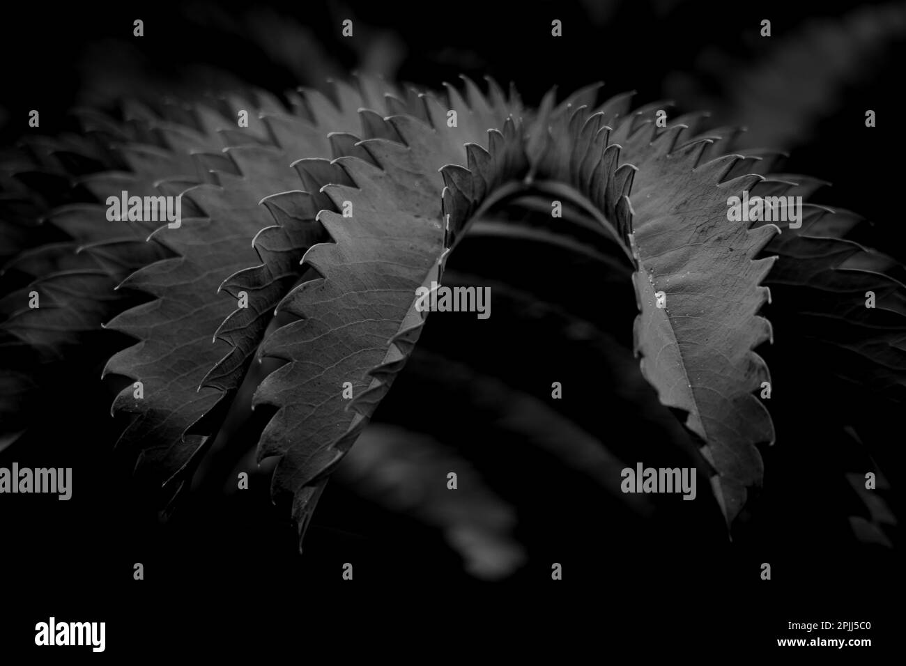 Das mürrische monochromatische Bild eines gezackten Blattes Stockfoto