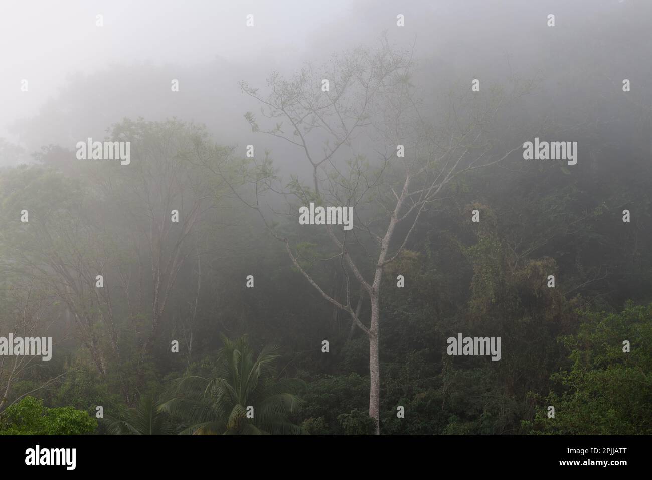 Tropischer Regenwald im Nebel, Chiapas State, Mexiko. Stockfoto