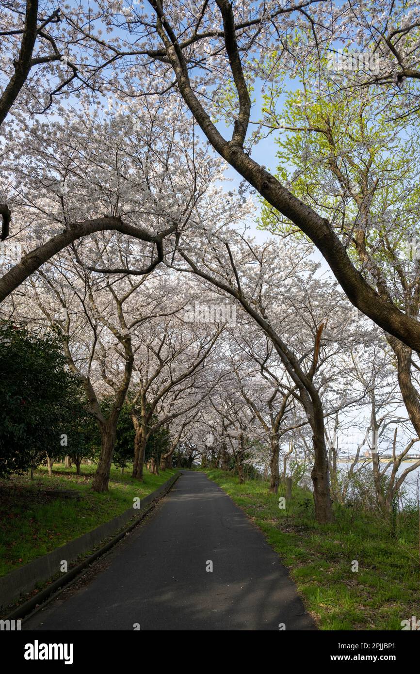 Die wunderschönen alten Kirschbäume entlang des Fußwegs in der Toyano Lagoon, Niigata City, Japan. Stockfoto