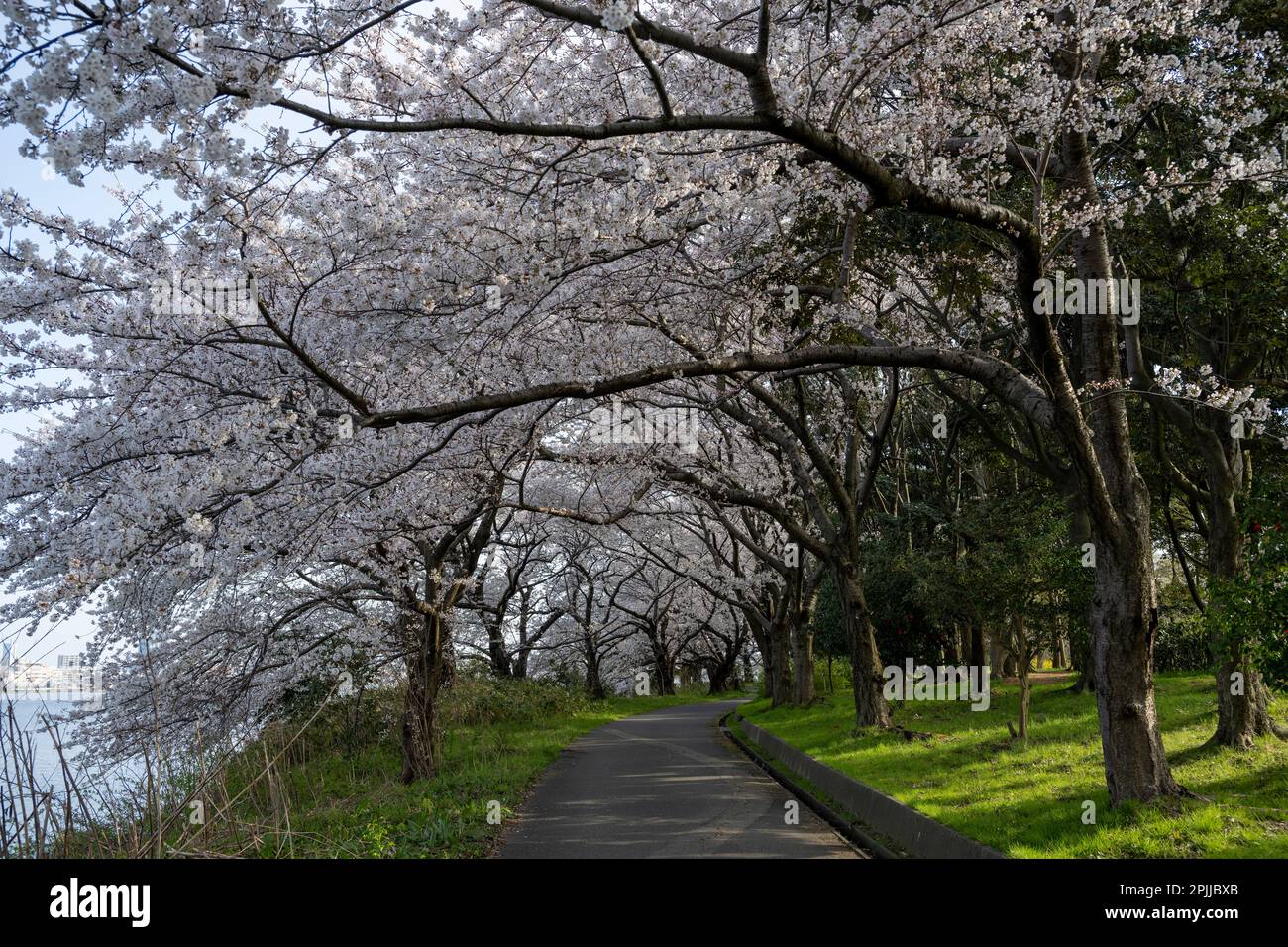 Die wunderschönen alten Kirschbäume entlang des Fußwegs in der Toyano Lagoon, Niigata City, Japan. Stockfoto