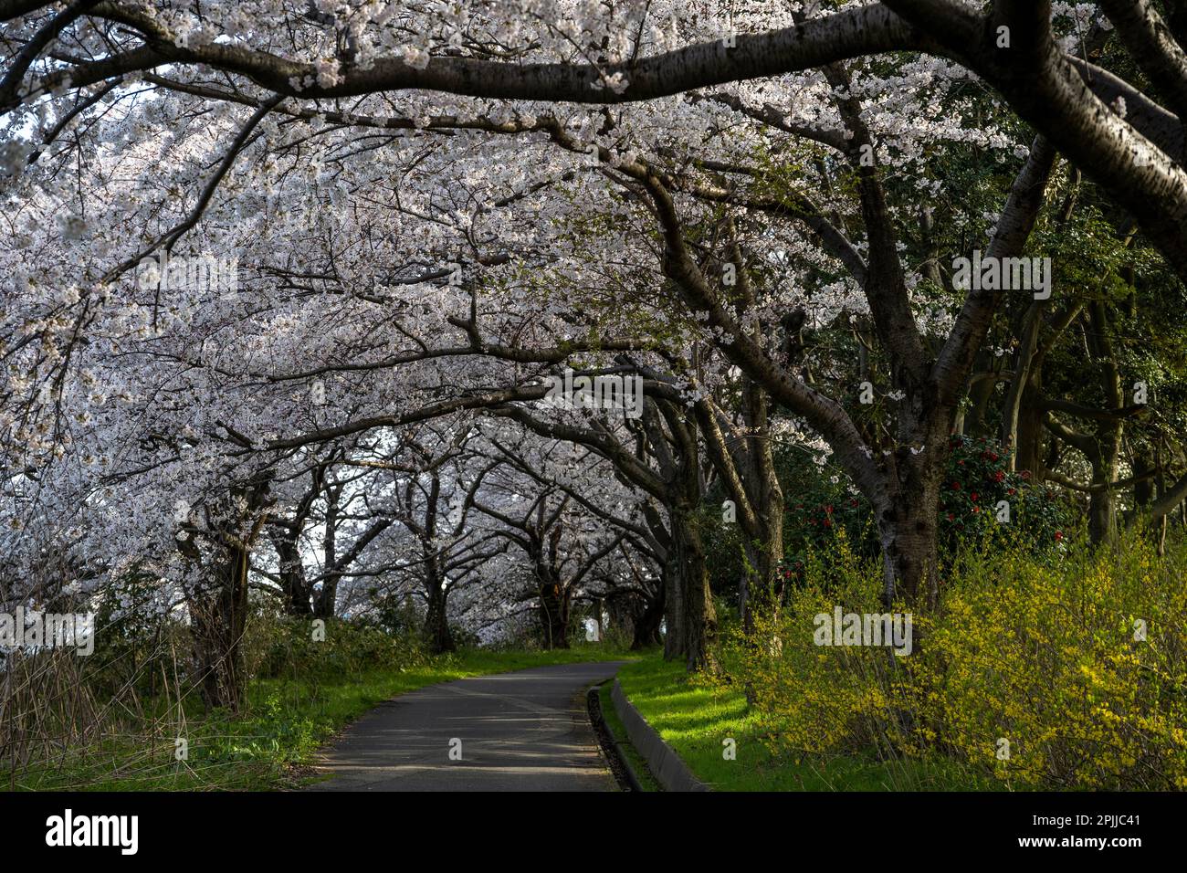 Die wunderschönen alten Kirschbäume entlang des Fußwegs in der Toyano Lagoon, Niigata City, Japan. Stockfoto