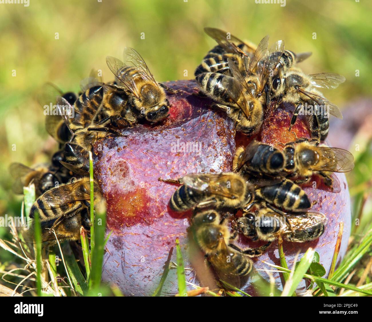 Biene oder Honigbiene in latein APIs Mellifera, Honigbienen auf Pflaumenfrucht Stockfoto