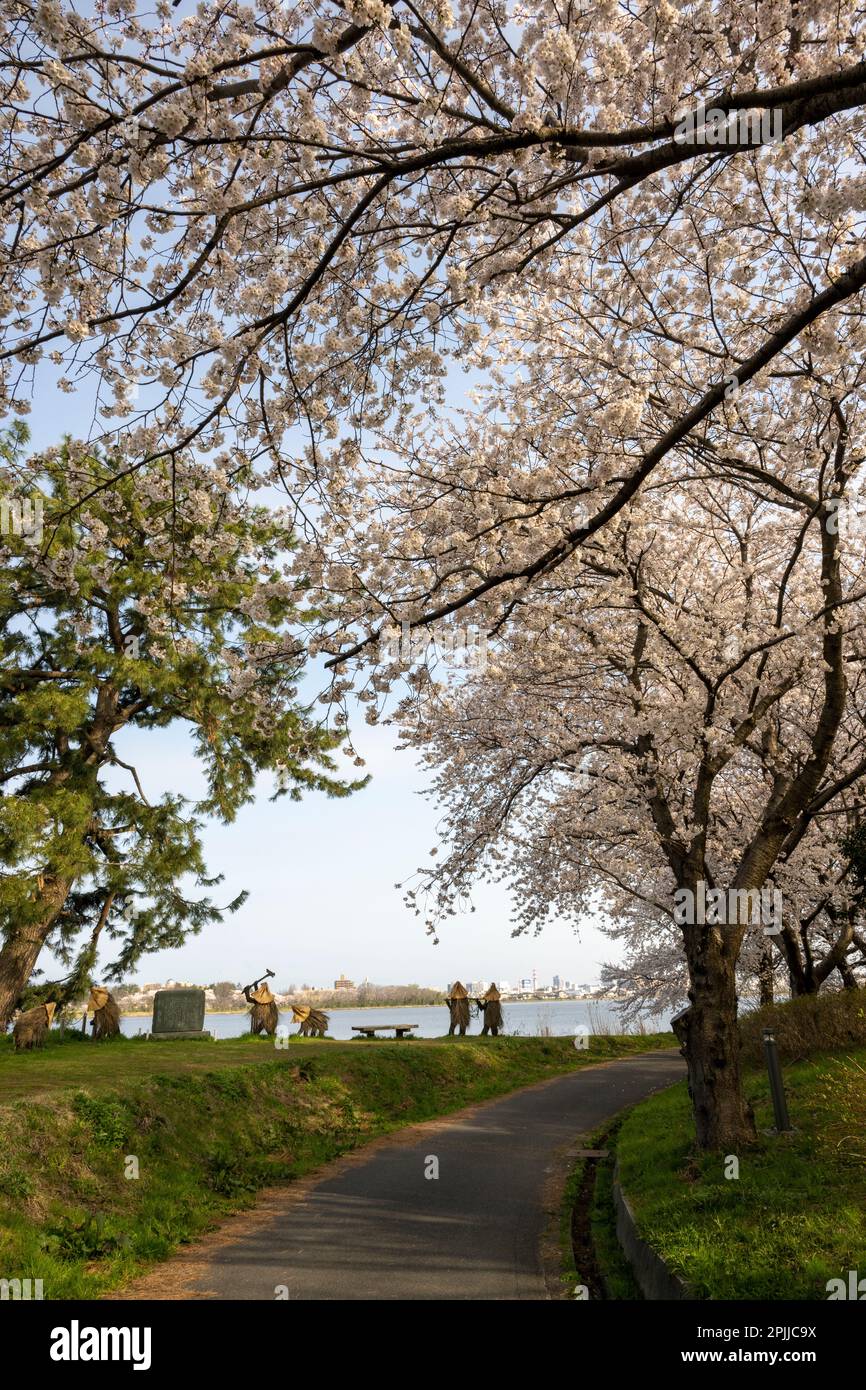 Die wunderschönen alten Kirschbäume entlang des Fußwegs in der Toyano Lagoon, Niigata City, Japan. Stockfoto