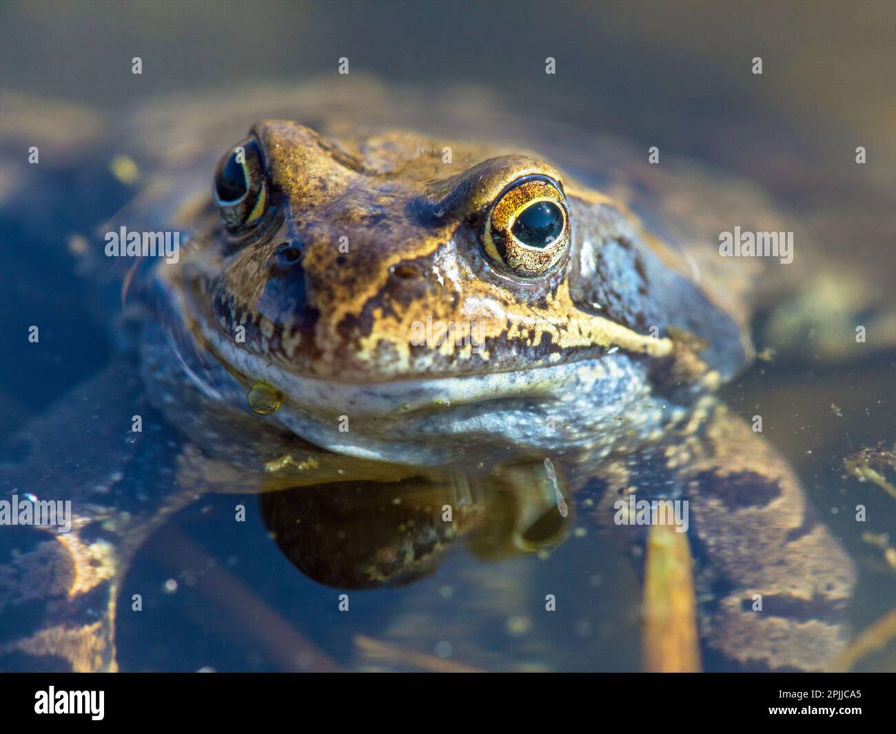 Europäischer gewöhnlicher brauner Frosch im lateinischen Rana temporaria Grasfrosch Stockfoto