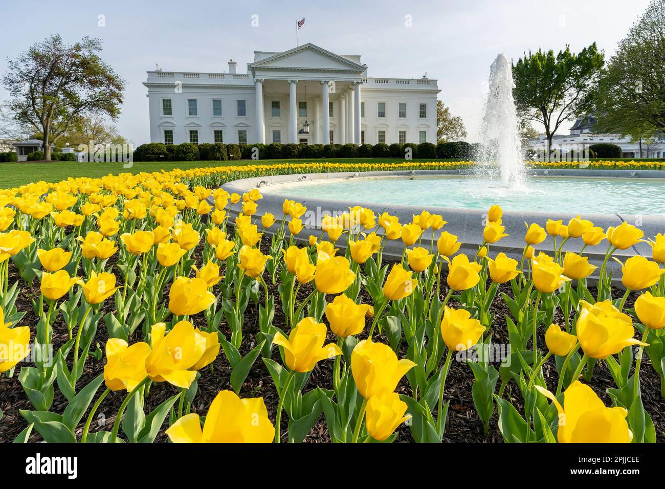 Gelbe Tulpen blühen am Donnerstag, den 8. April 2021, auf dem North Lawn des Weißen Hauses. (Offizielles Foto des Weißen Hauses von Carlos Fyfe) Stockfoto