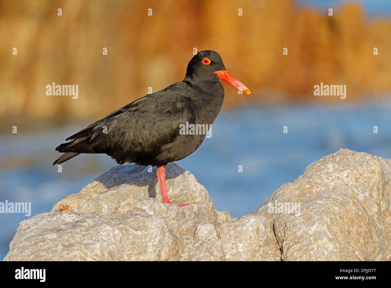 Ein seltener afrikanischer schwarzer Austernfischer (Haematopus moquini) auf einem Küstenfelsen, Südafrika Stockfoto