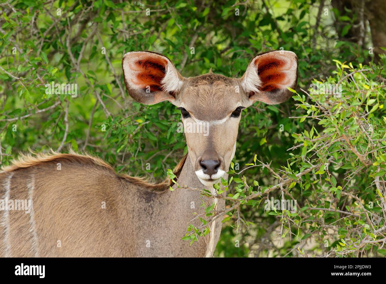 Porträt einer Kudu-Antilope (Tragelaphus strepsiceros), Krüger-Nationalpark, Südafrika Stockfoto