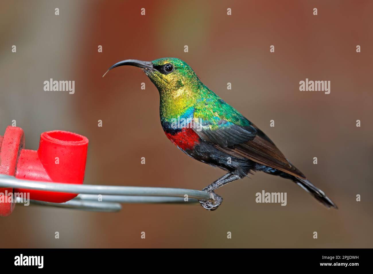 Ein farbenfroher männlicher Marico-Sonnenvogel (Cinnyris mariquensis) hoch oben auf einem Feeder, Südafrika Stockfoto