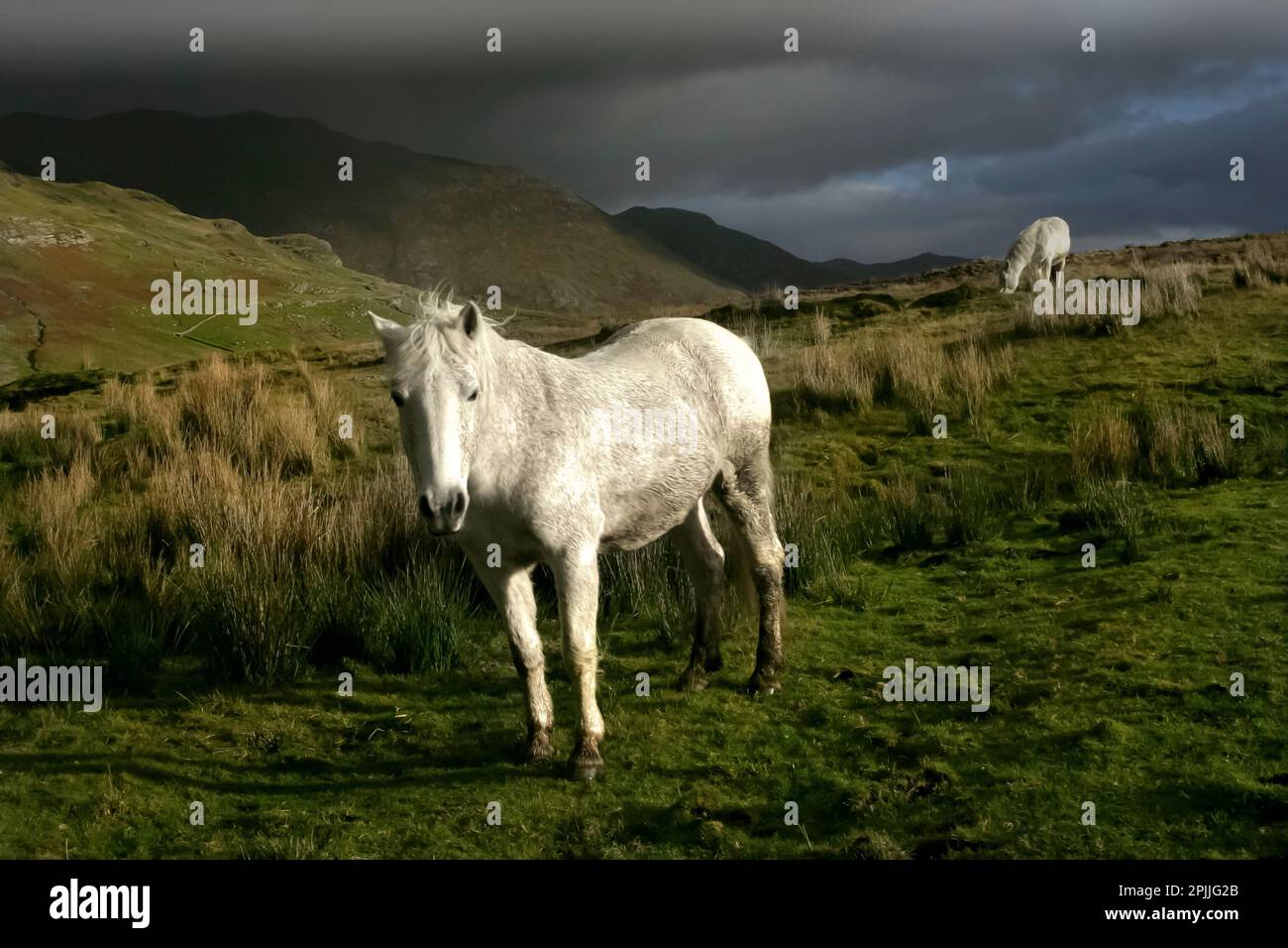 Connemara Ponys, County Galway, Irland Stockfoto
