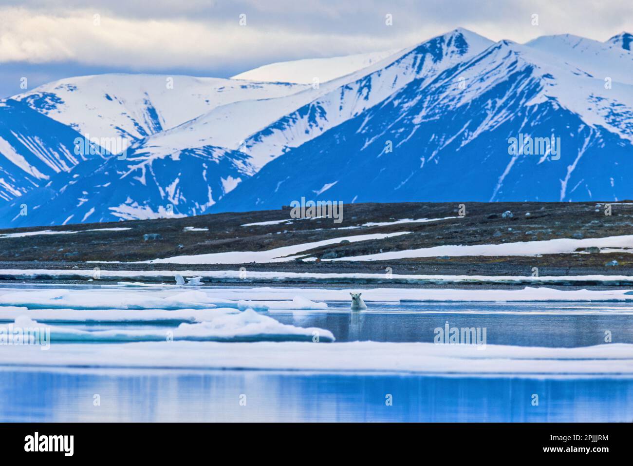 Eisbären schwimmen im Wasser an der Küste von Svalbard Stockfoto