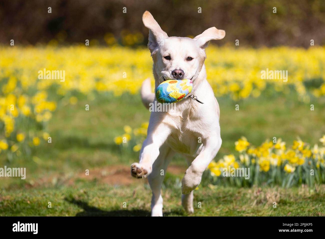 REDAKTIONELLE VERWENDUNG NUR 9 Monate alte weibliche gelbe Labrador Retriever Cross, Sunny nimmt an der Sight Loss Charity Guide Dogs' Easter Egg Hundejagd Teil, die für ihre derzeitige Kohorte von Blindenhunden, Müttern und Welpen durch Verwendung von Spielzeug und Leckereien anstelle von Eiern hundefreundlich gemacht wurde. Ausgabedatum: Montag, 3. April 2023. Die Aktivität wurde von Experten für Blindenhunde entwickelt, um das Bewusstsein für das 12-monatige Abonnementprogramm der Wohltätigkeitsorganisation zu schärfen, Good Dog! So erhalten Hundebesitzer Trainingstipps, leicht verständliche Videos und Tipps zum Wohlbefinden. Das Foto sollte lauten: David Parry/PA Wire. Stockfoto