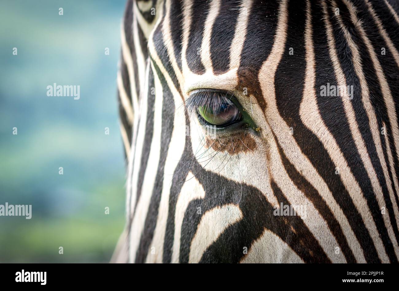Zebraaugennaht oder Makro mit einem Gesicht voller Streifen in der Wildnis Südafrikas Konzept abstrakte Natur Stockfoto