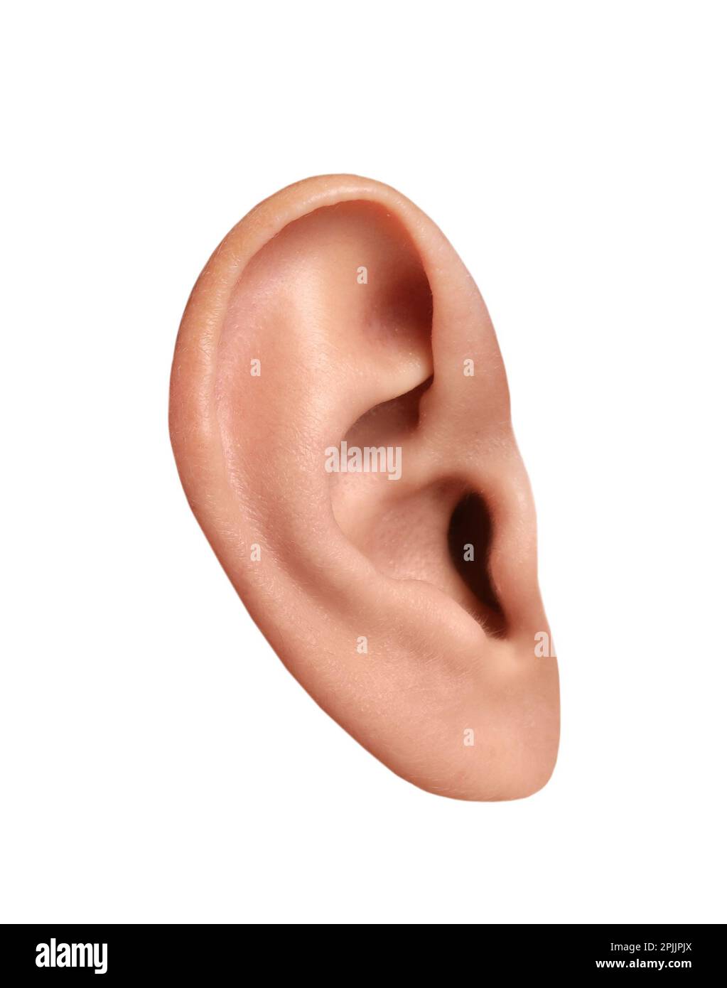 Menschliches Ohr auf weiß isoliert. Organ des Hörens und des Gleichgewichts Stockfoto