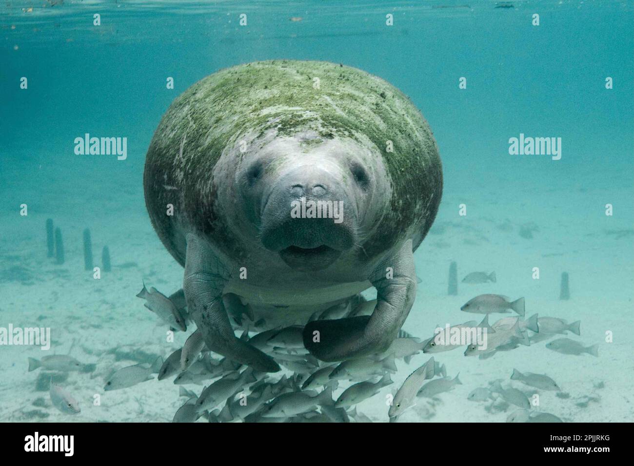 Seekühe - Seekuh - Trichechus und Fische unter Wasser Stockfoto