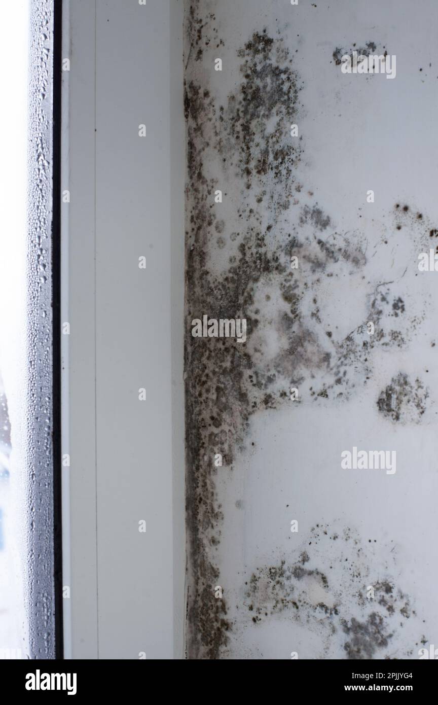 Schimmelpilz in der Nähe des Fensters. Die weiße Wand ist mit schwarzem Schimmel von übermäßiger Kondensationsfeuchtigkeit bedeckt. Stockfoto