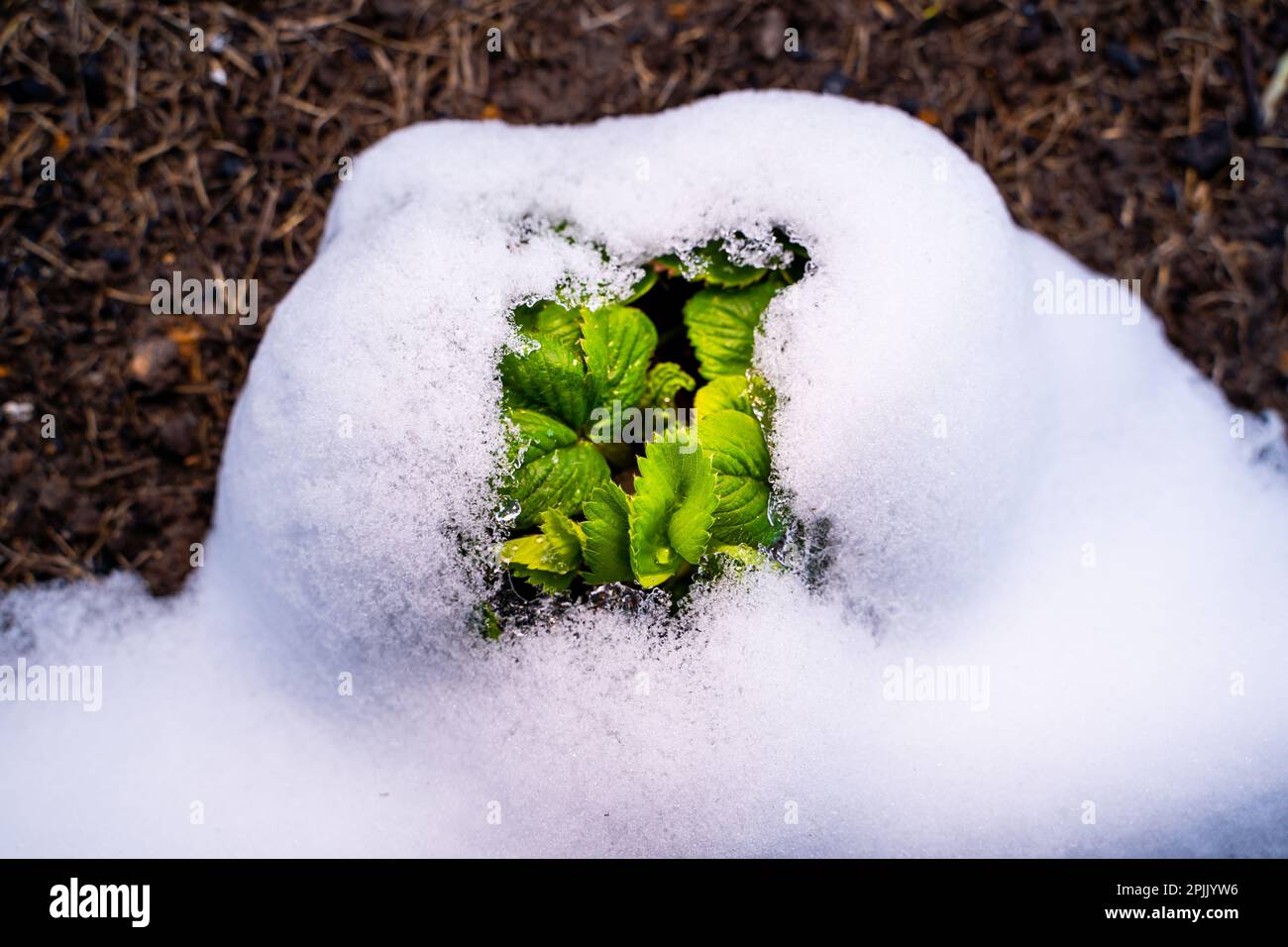 Ein Erdbeerbusch geht durch den Schnee. Junge grüne Erdbeerblätter unter schmelzendem Schnee, Nahaufnahme. Frühlingsschnee im Garten Stockfoto