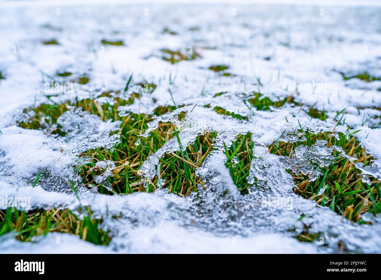 Rasen nach dem Winter unter schmelzendem Schnee. Grassprossen im Frühling nach Schneefall. Pflanzen nach dem Aufwärmen aufwecken Stockfoto