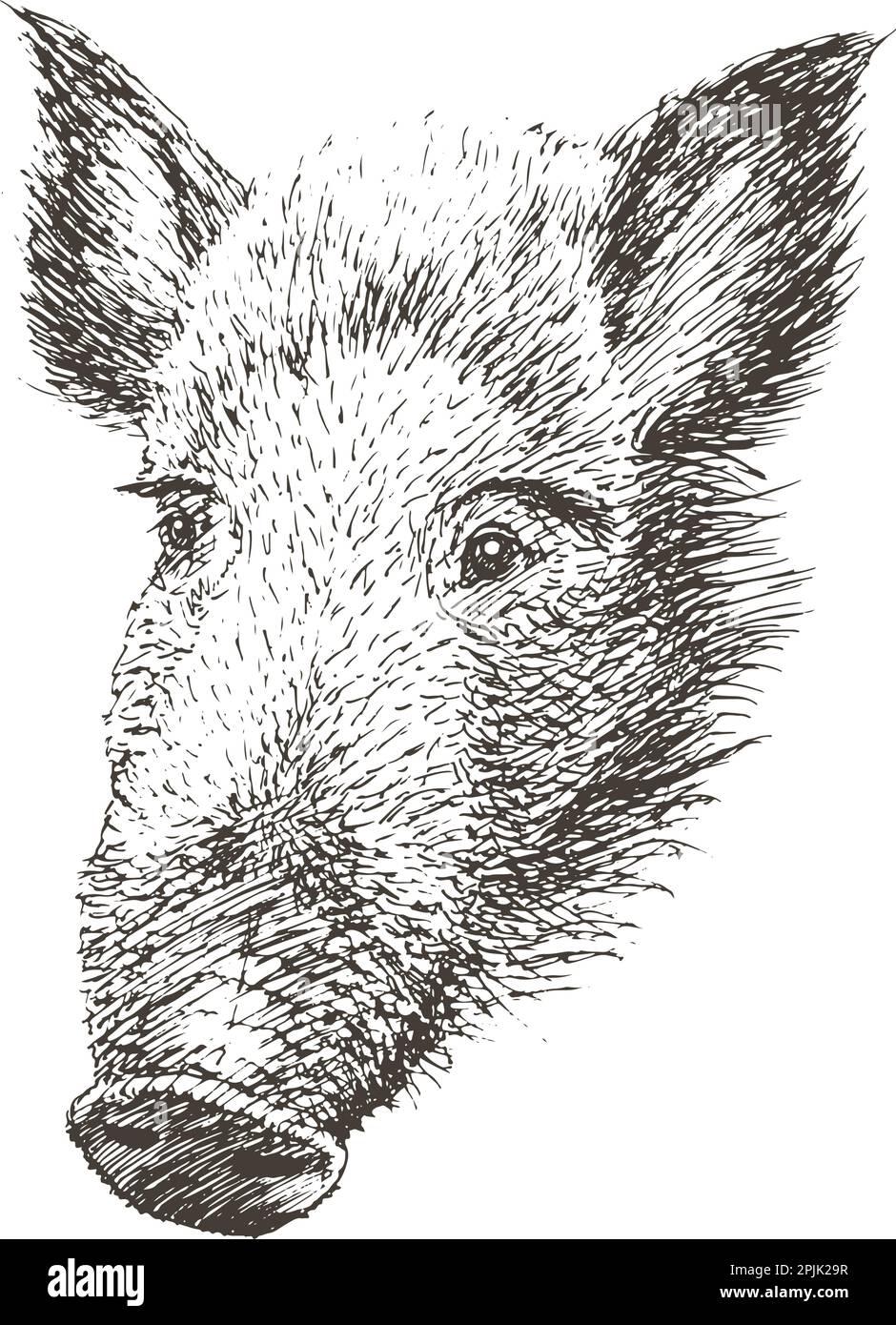 Eber oder Wildschwein, handgezeichnet, Vektordarstellung Stock Vektor