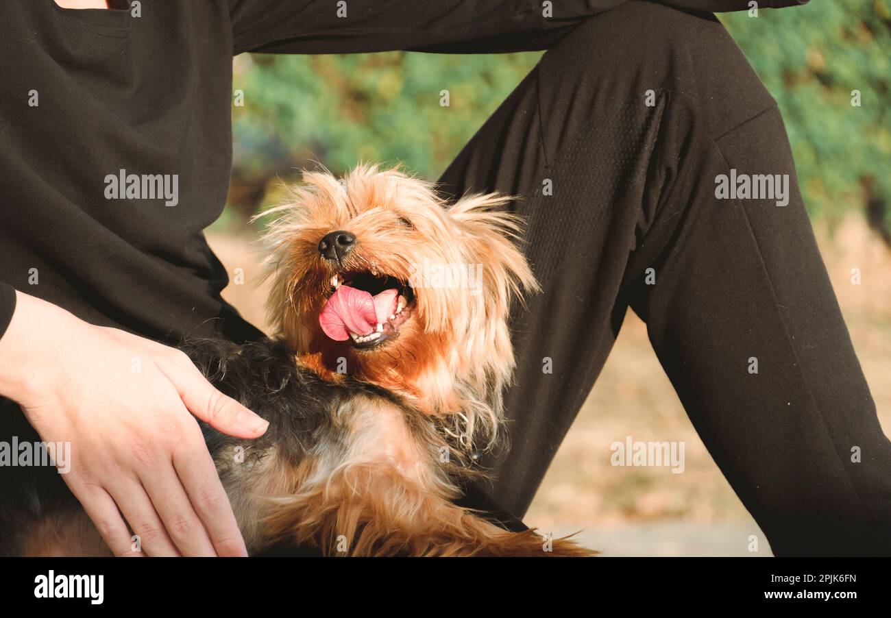 Yorkshire Terrier sitzt mit einem Jungen in Schwarz Stockfoto