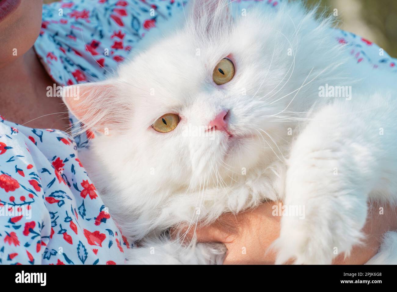 Weiße persische Katze in der Umarmung einer Frau Stockfoto