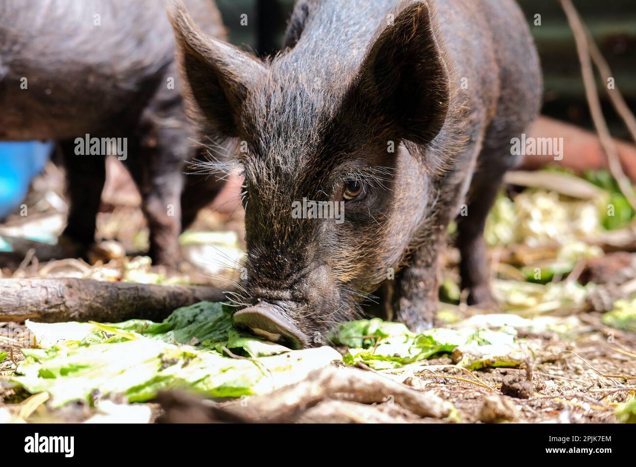 Schweine und Ferkel, die frisches Gemüse in ihrem Stall auf einem Lifestyle-Block essen. Stockfoto