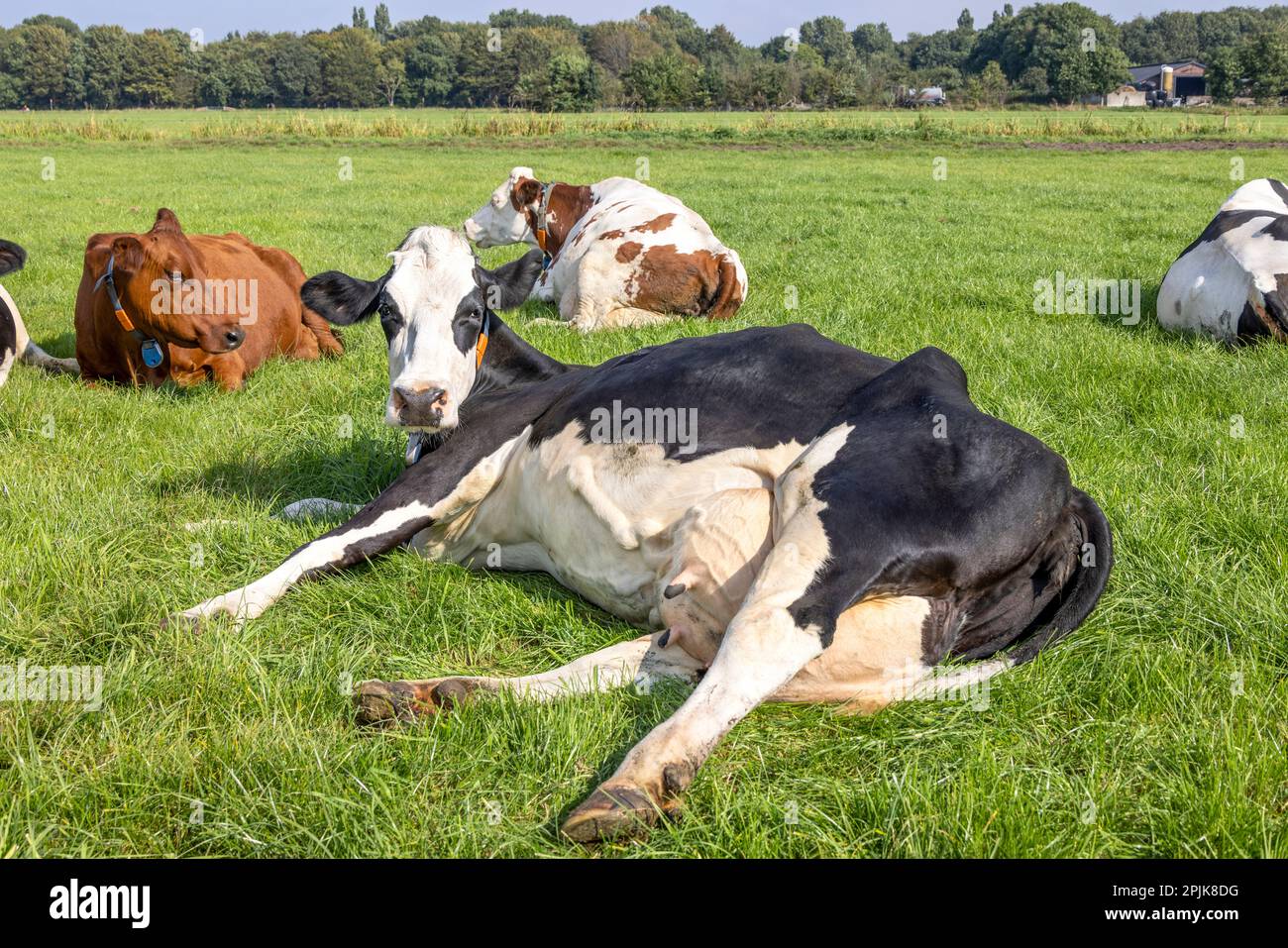Zurückgelehnte Kuh, ausgestreckt liegend, fröhlich mit Bauch und großem Euterkopf, der nach oben blickt, weiches Pink und große Brustvenen auf einem grünen Feld Stockfoto