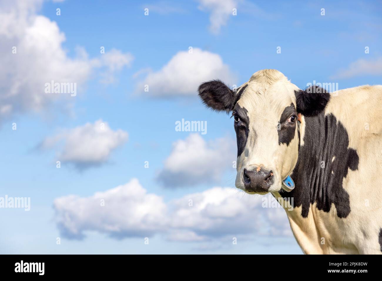 Süße Kuh träumt, schwarz-weiß süß, vor einem blauen Himmel und einer weißen Wolke Stockfoto