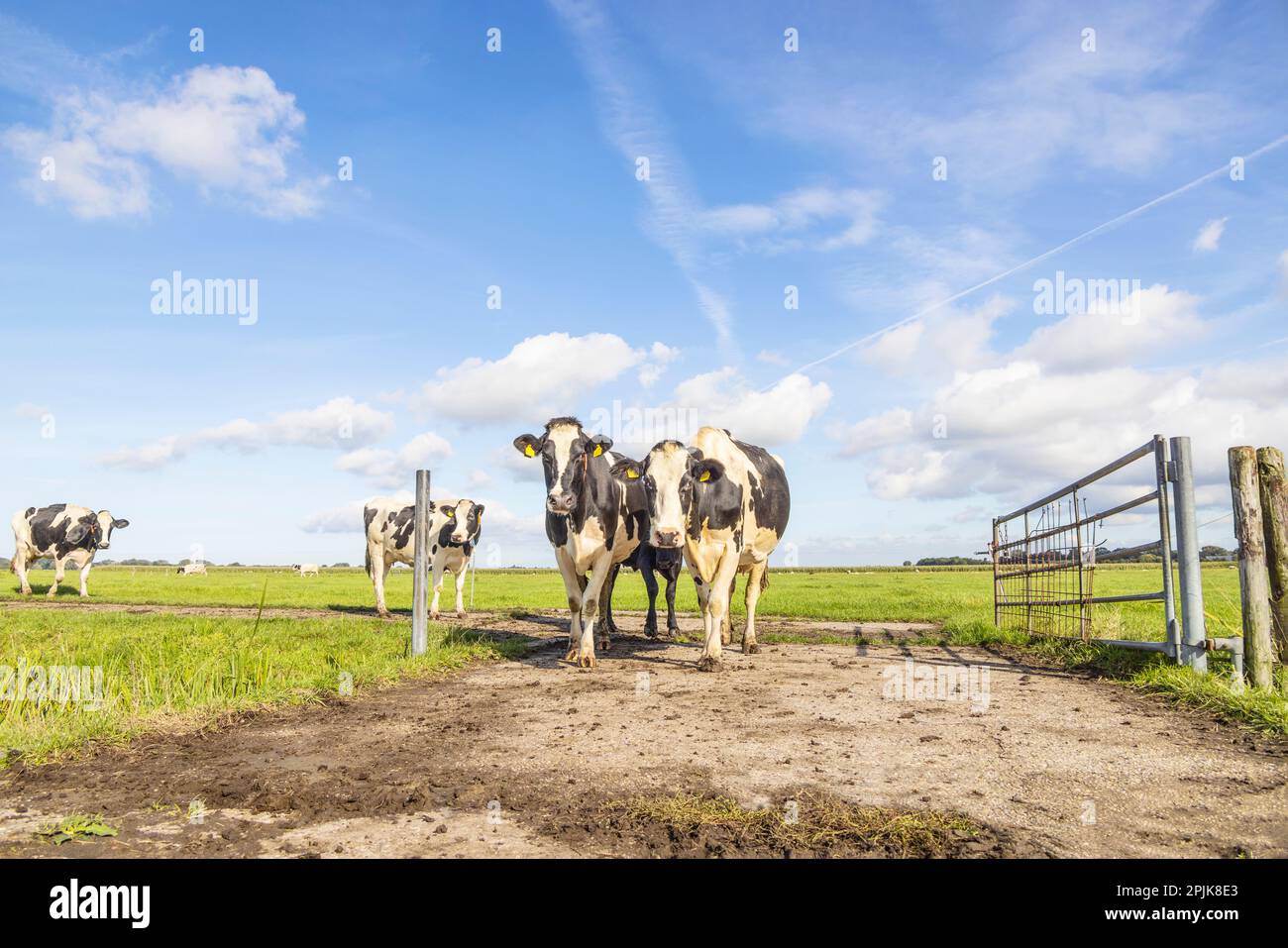 Kühe laufen auf einem Feld, nähern sich auf einem Pfad, glücklich und fröhlich, und ein blauer Himmel, eine Landschaftsfront Stockfoto