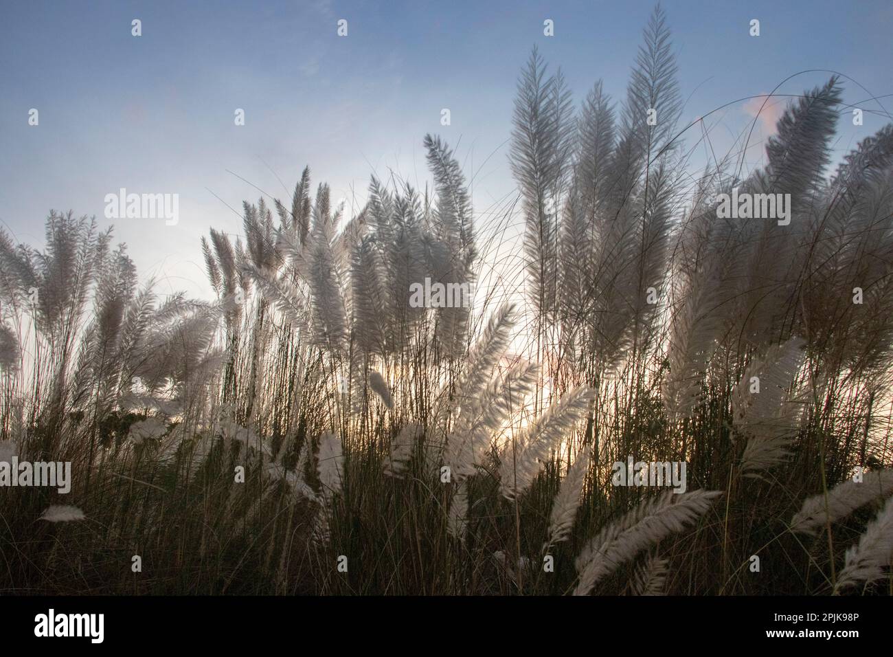 Wunderschönes weißes Kans Gras / kash Phool (in bengalischer Sprache), blauer Himmel, während der Herbstsaison. In der Stadt Dhaka, erschossen in Bangladesch Stockfoto