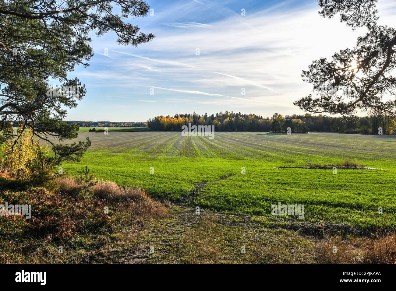 Ländliche Landschaft mit Feldern und Wäldern in Finnland an einem sonnigen Herbsttag Stockfoto