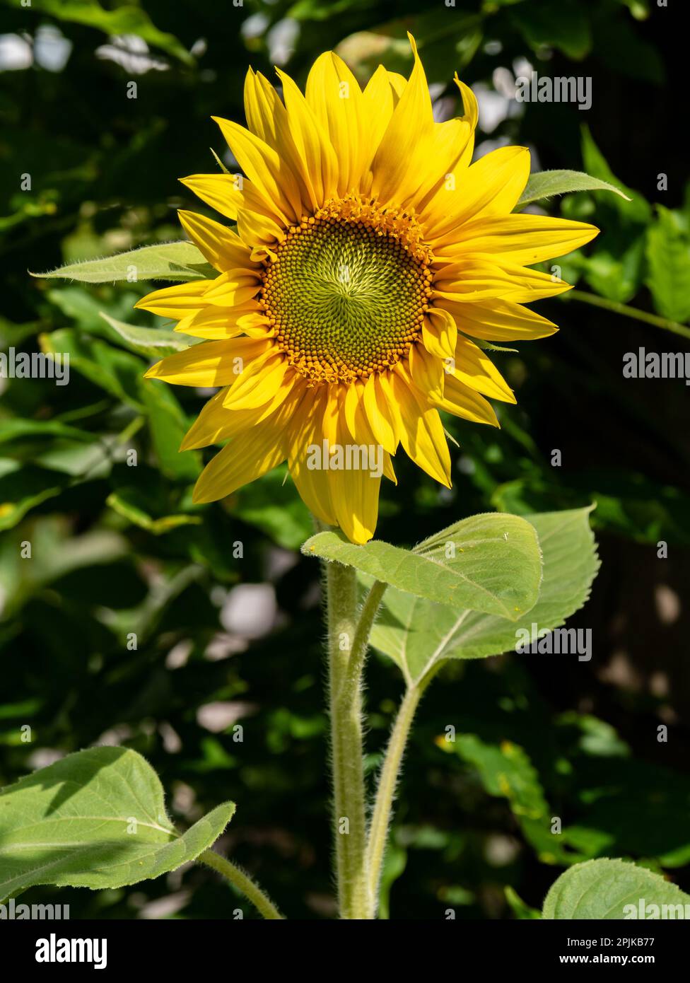Sonnenblumenkopf, Helanthus annuus, senkrecht Stockfoto