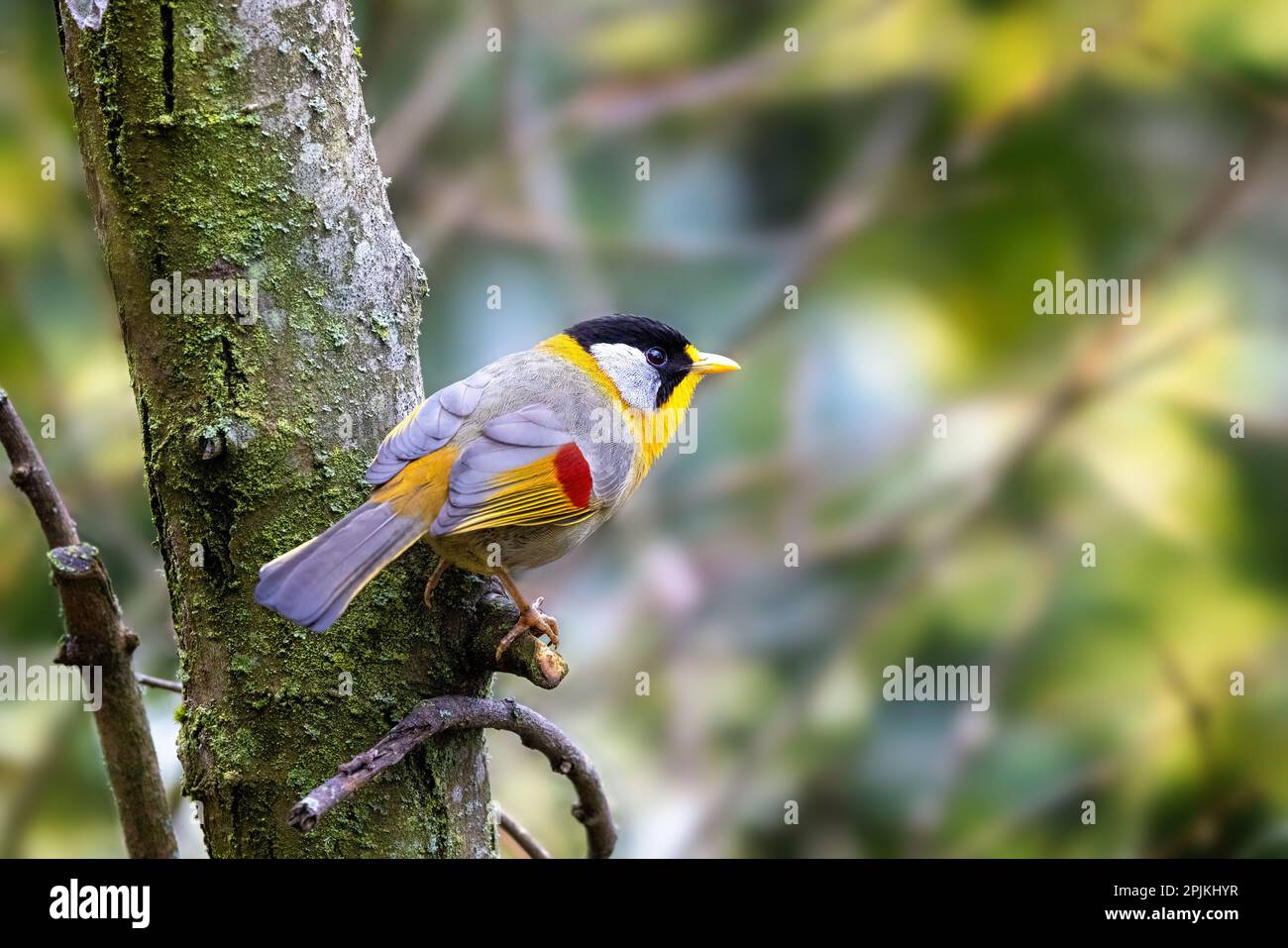 Eine ausgewachsene Mesia mit Silberohr, Leiothrix argentauris, ist eine kleine und farbenfrohe Vogelart, die in Südostasien endemisch ist. Hoch auf einem toten Stamm und Witz Stockfoto