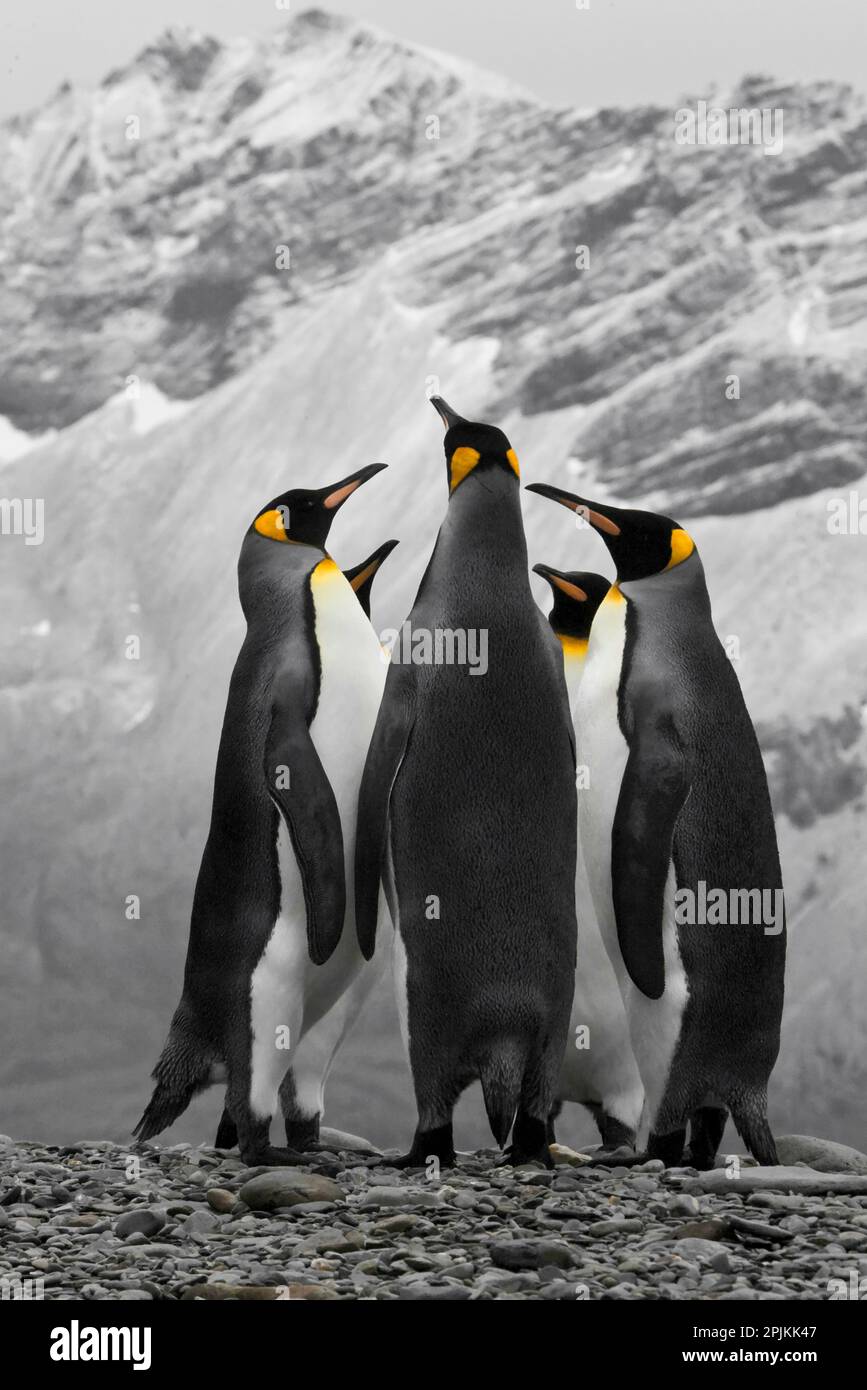 Antarktis. Eine Konferenz der Pinguine. Stockfoto