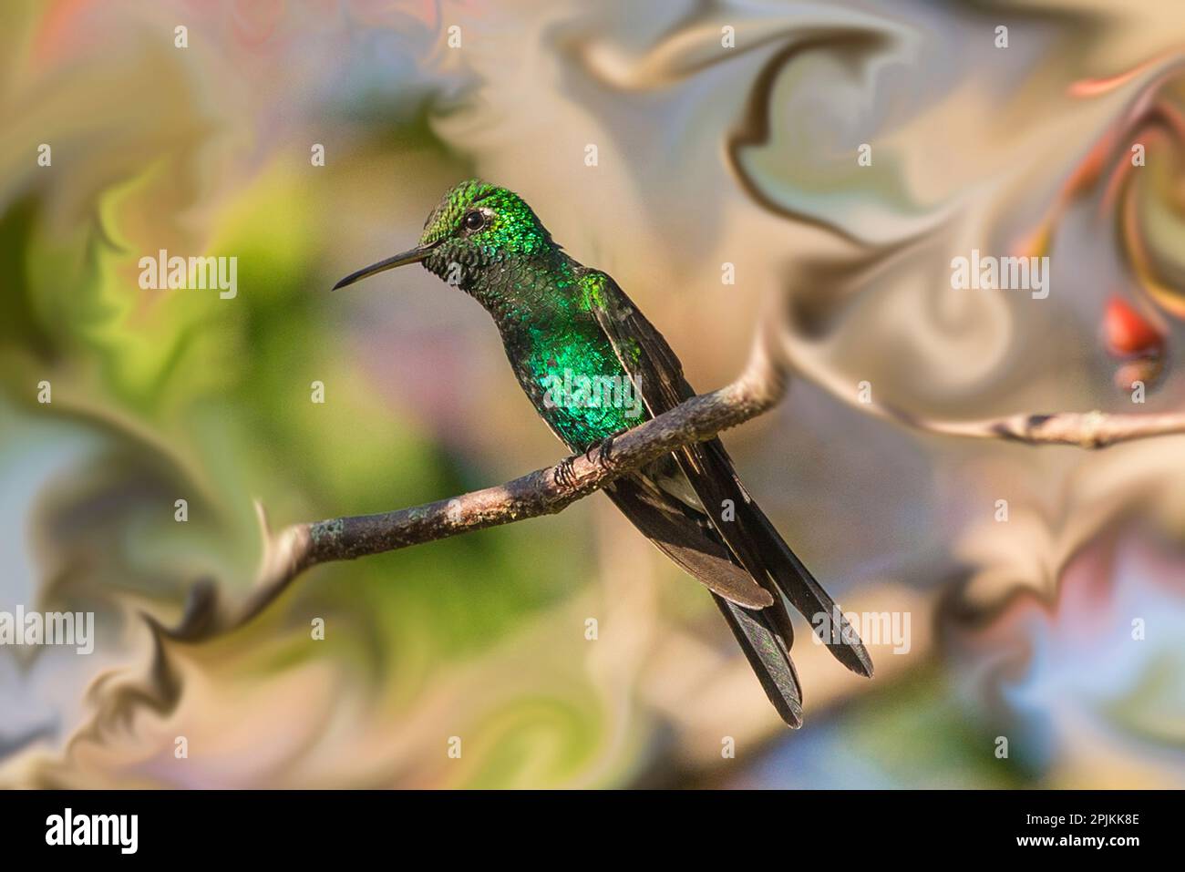 Kuba. Eine künstlerische Darstellung eines Bienenkolibri. Stockfoto