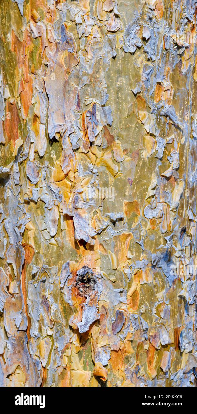 Rinde einer Kiefer (Pinus). Herbst in einem gemischten Wald auf der Baumkronenwanderung bei Althodis im Naturpark Geschriebenstein. Österreich, Burgenland Stockfoto