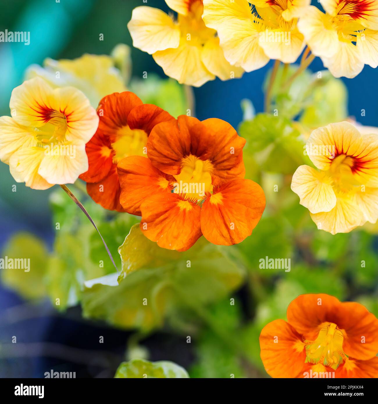 Nahaufnahme von gelben und orangefarbenen Blumen Stockfoto