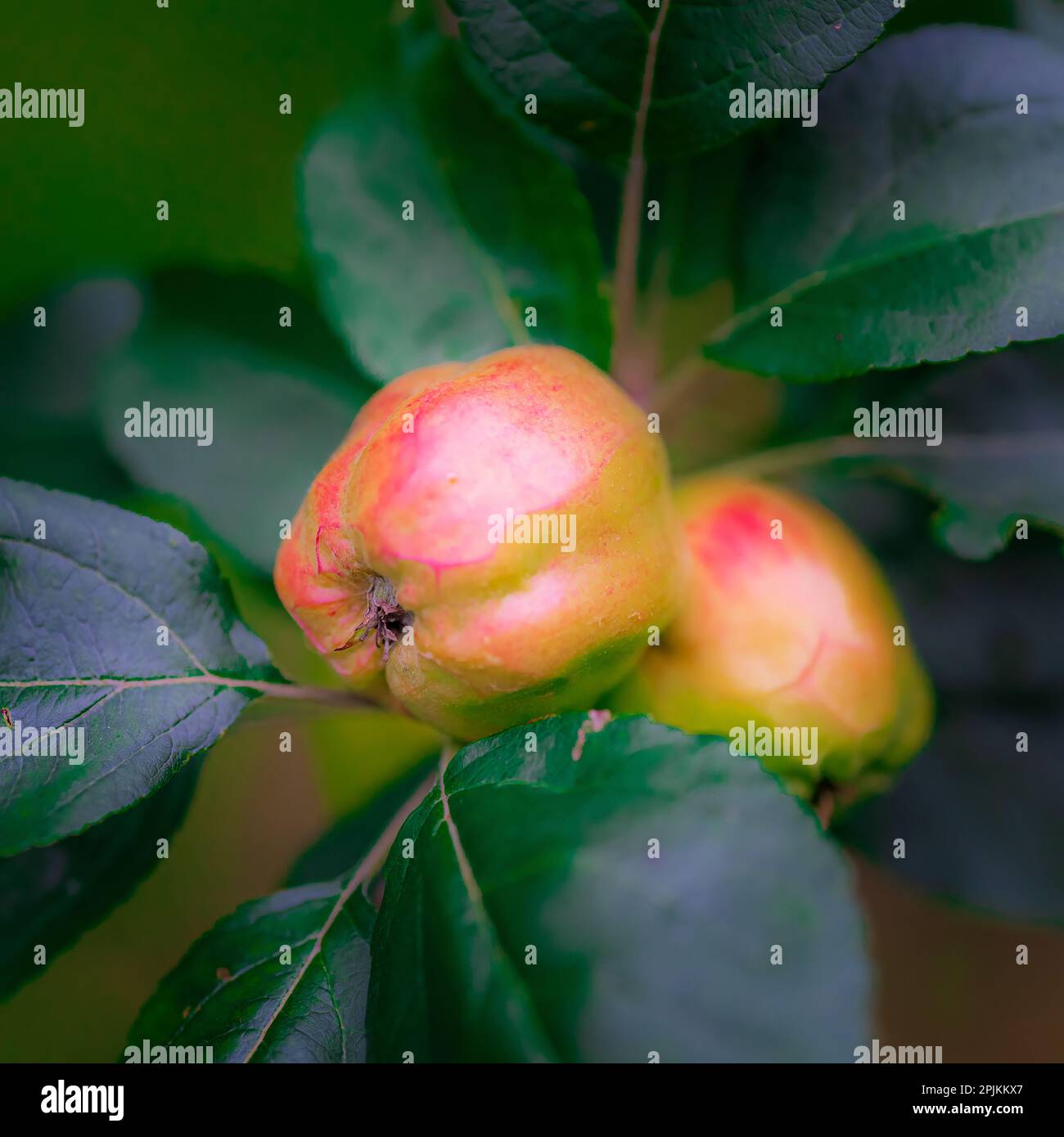 Vollbild Äpfel auf dem Ast Stockfoto