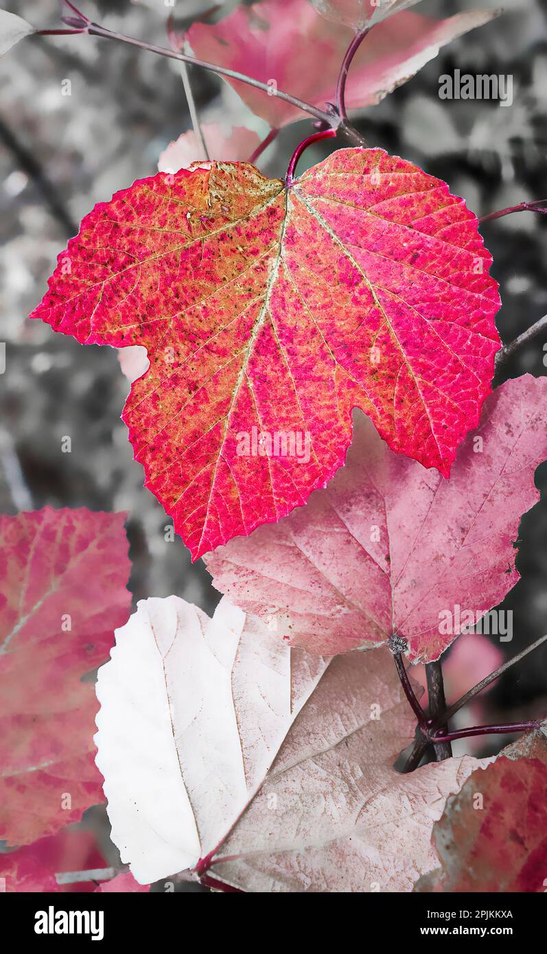 Nahaufnahme eines in Rot und Grau gerenderten Sycamorenblattes. Stockfoto