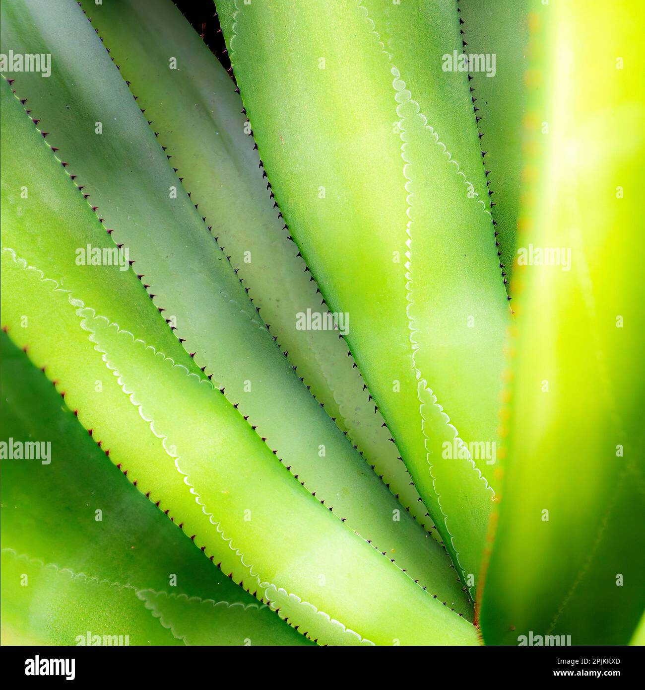 Nahaufnahme von lebendigen Agave-Blättern. Stockfoto