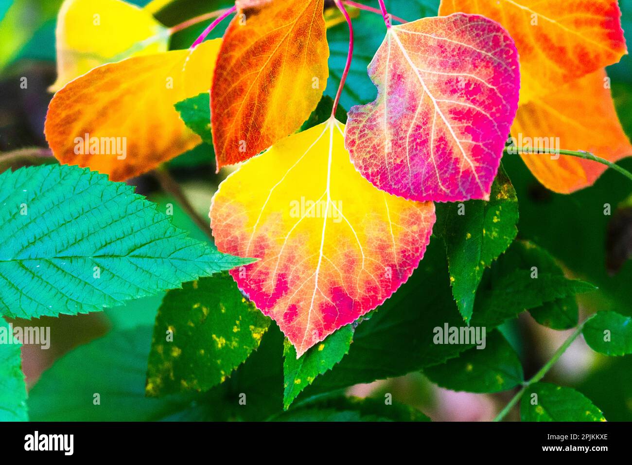 Nahaufnahme von Aspenblättern in Herbstfarben. Stockfoto