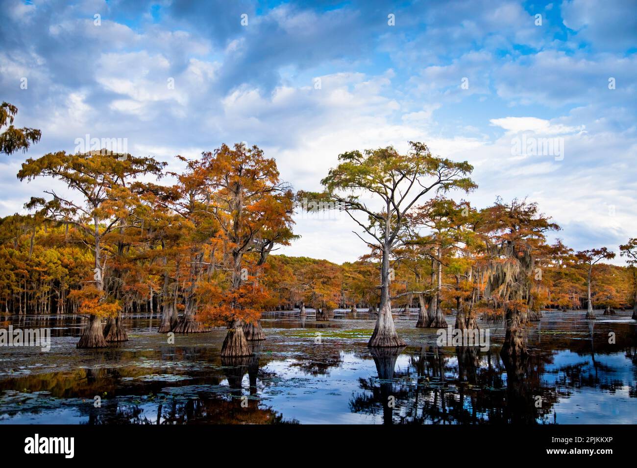 Kahle Zypresse in Herbstfarbe am Caddo Lake, Texas. Stockfoto