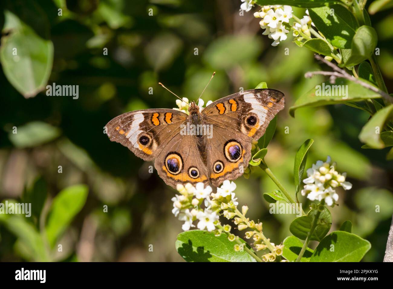 Schmetterlingsnektaring mit gewöhnlichem buckeye Stockfoto