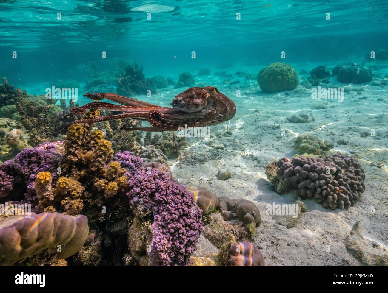 Französisch-Polynesien, Taha'a Nahaufnahme des sich bewegenden Kraken. Stockfoto