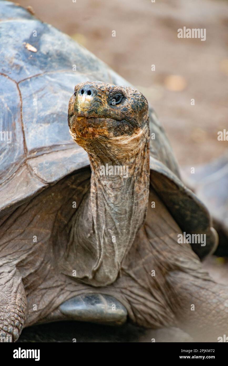 Die Galapagos-Schildkröte blickt aus der Schale heraus. Stockfoto