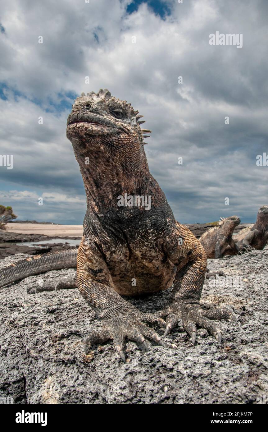 Der hässliche Meerechsen auf Fernandina Island war das Vorbild für die Godzilla-Filme. Weitwinkelblick. Stockfoto