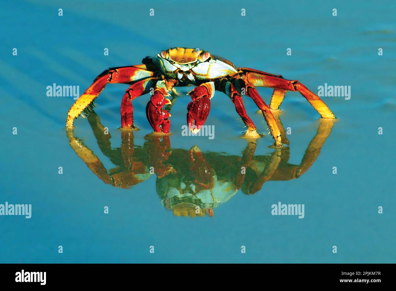 Vollbild einer sally-lightfoot-Krabbe mit Reflexion. Stockfoto