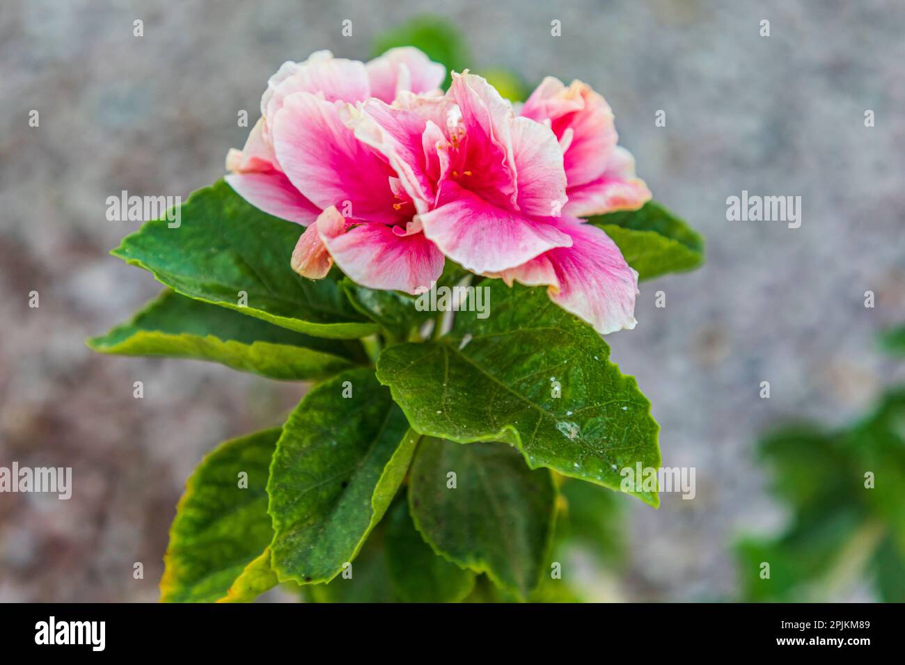 Loreto, Baja California Sur, Mexiko. Eine rosa Blume entlang der Straße. Stockfoto