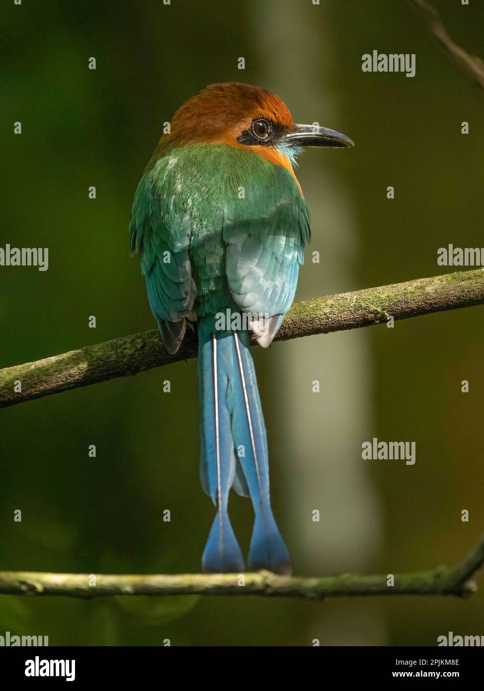 Großmaul-Mottmot auf der Straße, Costa Rica, Mittelamerika Stockfoto