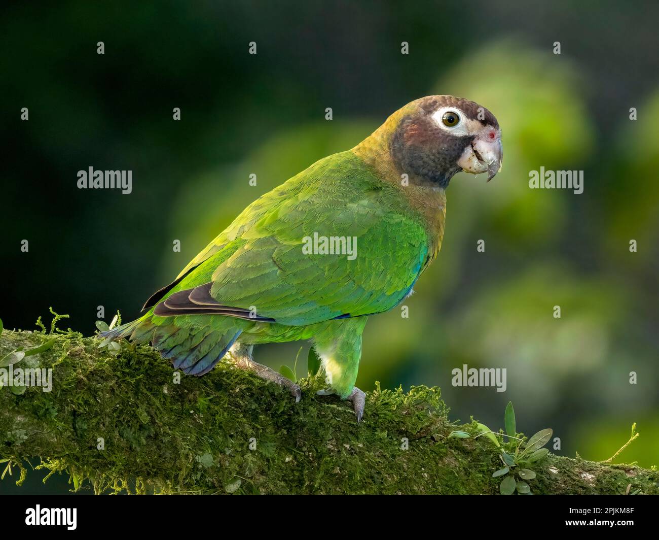Braunhauben-Papagei, Costa Rica, Mittelamerika Stockfoto