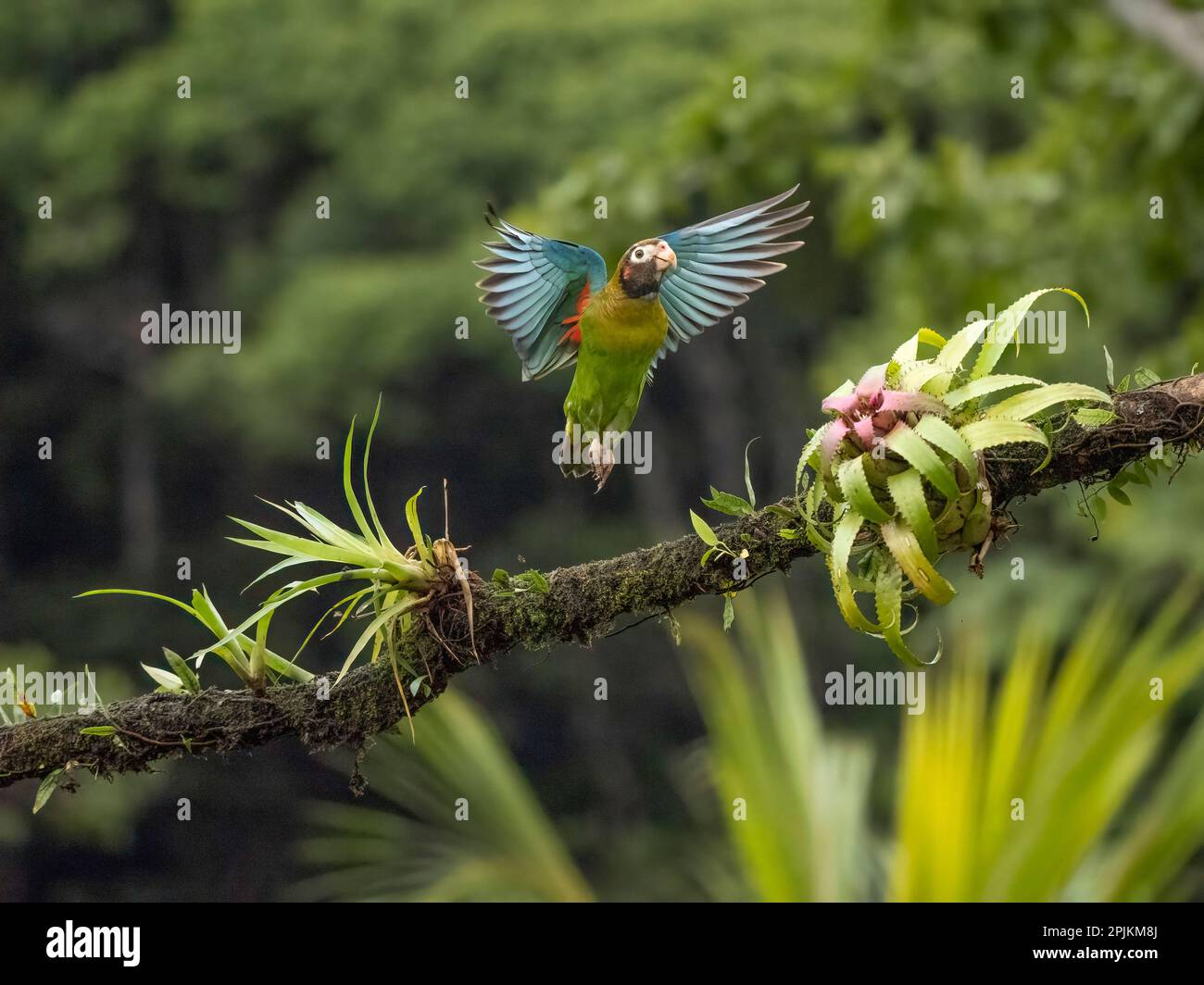 Braunhauben-Papagei, Costa Rica, Mittelamerika Stockfoto